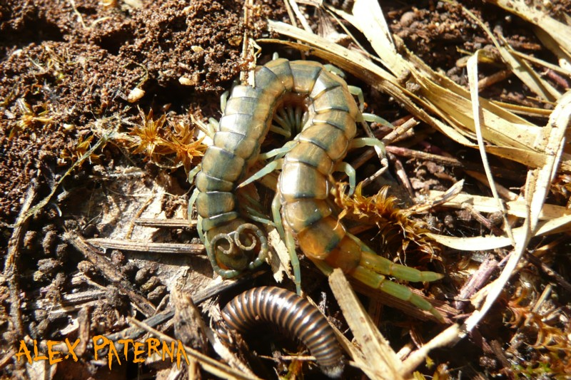  giovani di Scolopendra cingulata